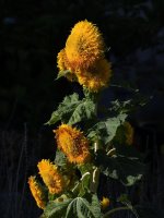 Sunflower.jpg