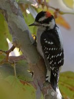 Woodpecker.jpg