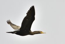 _ROY3815_00001.jpg