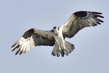 _ROY3892_00001.jpg