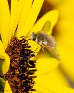 FuzzyFly-500.jpg
