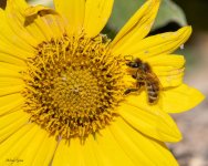 BeeSunflower-500.jpg