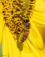 BeeSunflower-501.jpg
