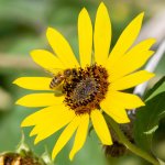 BeeSunflower-502.jpg