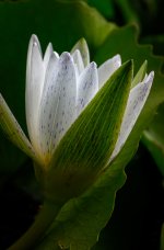 loflower-2.jpg