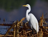 _ROY4459_00001.jpg