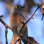 Bluebird3.jpg