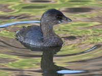 Grebe2.jpg