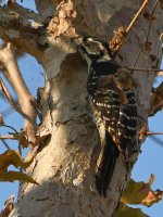 Woodpecker.jpg