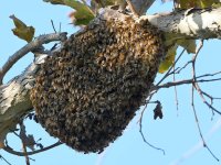 Bees.jpg
