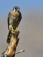 _ROY4581_00001.jpg
