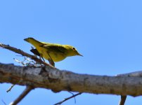 _ROY4632_00001.jpg