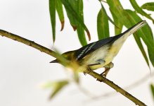 _ROY4652_00001_01.jpg