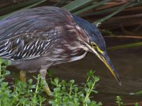 GreenHeron4.jpg