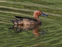 Teal2.jpg