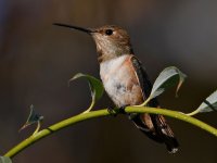 Hummer.jpg