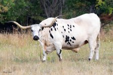 Bull-500.jpg