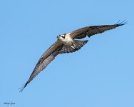 Osprey-571.jpg