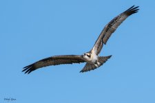 Osprey-572.jpg