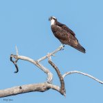 Osprey-573.jpg