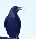 _ROY4769_00001.jpg