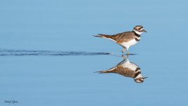 KilldeerWading-500.jpg