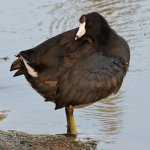 Coot2.jpg