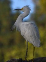 Egret3.jpg