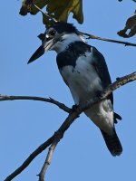 Kingfisher.jpg