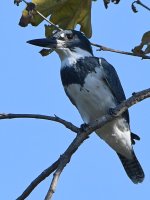 Kingfisher2.jpg