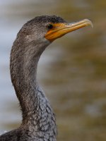 Cormorant7.jpg