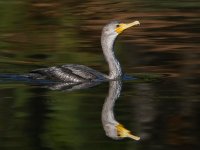 Cormorant8.jpg