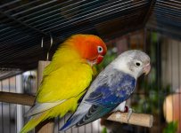 sim-and-friends-2.jpg