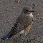 Bluebird3.jpg