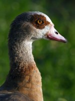 Goose2.jpg