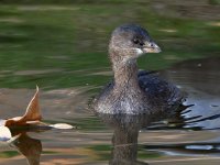 Grebe2.jpg