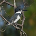 Kingfisher4.jpg