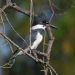Kingfisher5.jpg