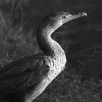 CormorantBW.jpg