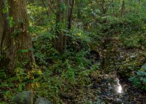 Wawayanda woods stream w- sun reflect-1.jpg