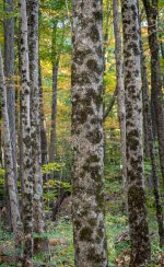 Wawayanda woods stand of trees-1.jpg