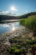 Reed Shore w- Sun Flare-1.jpg