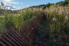 Fence and Reeds not stacked-1.jpg