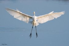 GreatEgretLanding-570.jpg