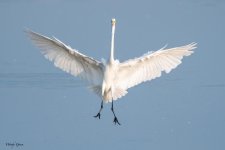 GreatEgretLanding-571.jpg