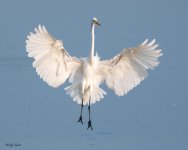 GreatEgretLanding-572.jpg