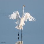 GreatEgretLanding-573.jpg