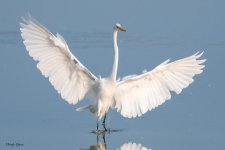 GreatEgretLanding-574.jpg
