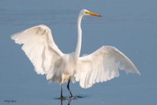 GreatEgretLanding-575.jpg