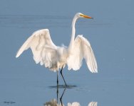 GreatEgretLanding-576.jpg